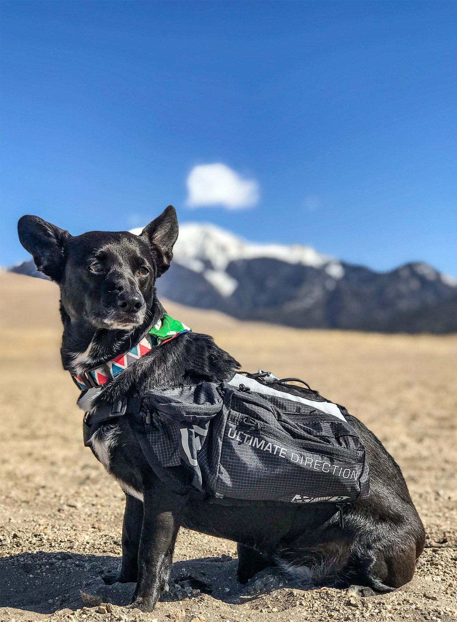 Сумки для собаки Ultimate Direction Dog Vest - black